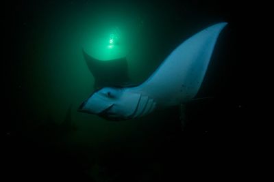 Fish swimming in sea