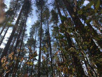 Low angle view of trees in forest against sky