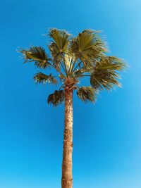 Low angle view of coconut palm tree against clear blue sky