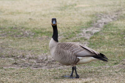 View of a bird on field