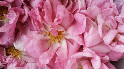 Full frame shot of pink roses