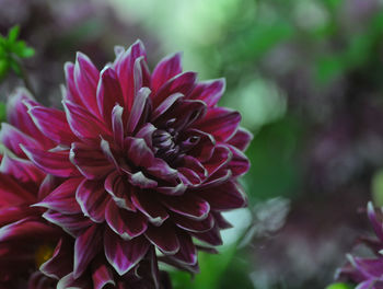 Close-up of pink dahlia flower