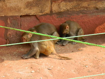 Monkey in zoo