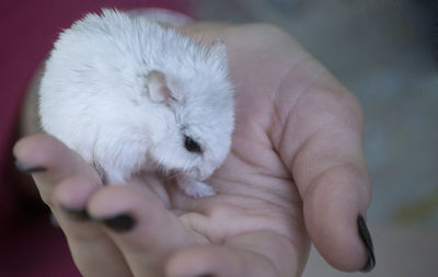 Close-up of hand holding white baby