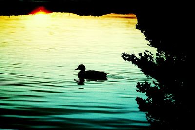 Bird flying over calm lake