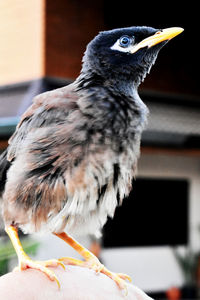 Close-up of eagle perching