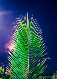 Close-up of palm tree against sky