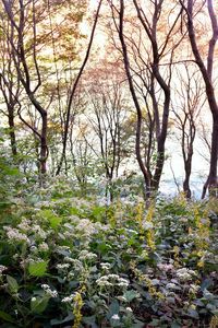 Bare trees and plants in forest