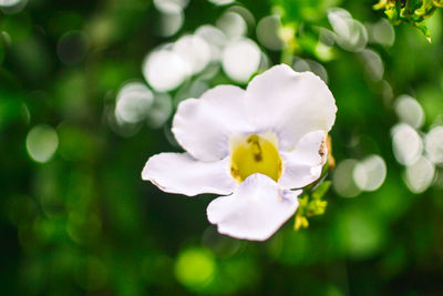 Close-up of yellow flower blooming outdoors