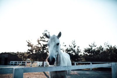 Horse standing in ranch against clear sky