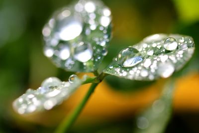 Close-up of water drops on leaf
