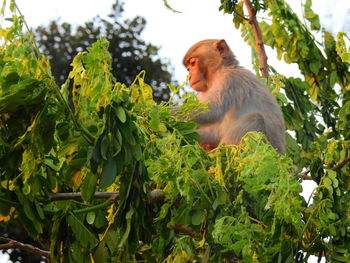 Low angle view of monkey on tree