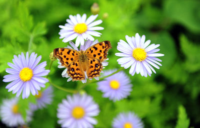 Close-up of butterfly pollinating on flower