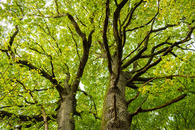 Low angle view of trees in forest