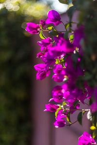Close-up of pink flowers blooming on tree