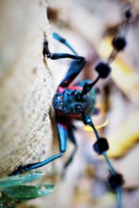 Close-up of insect