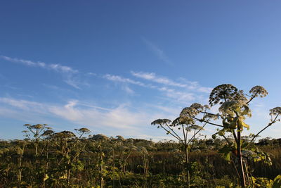 Water hemlocks growing on field against blue sky