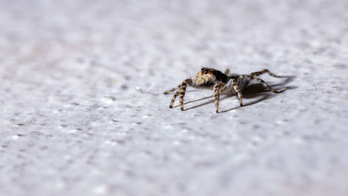 Close-up of spider