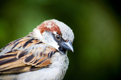 Close-up of a bird looking away