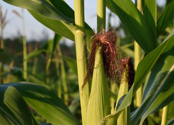 Close-up of corn in field