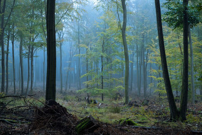 Foggy morning in a forest