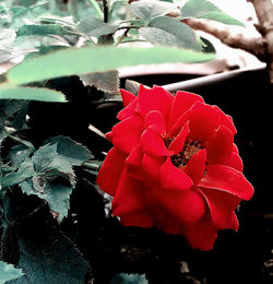 Close-up of red flowers