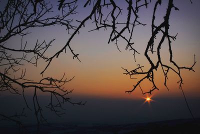 Low angle view of silhouette tree against sky during sunset