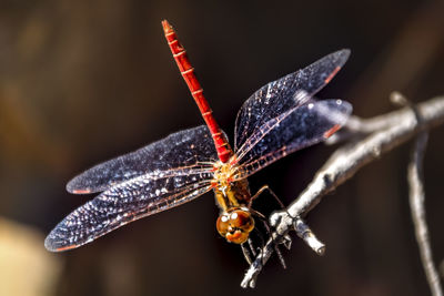 Close-up of insect on twig