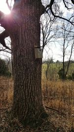 Full frame shot of tree trunk