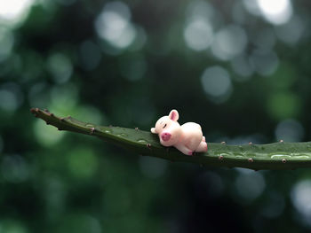 Close-up of wet flower buds on plant