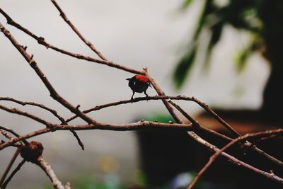 branch