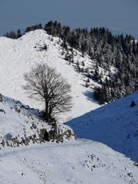 Trees on snow covered land against sky