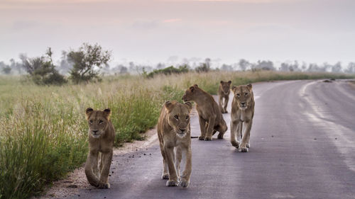 Lion cubs on road