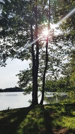 Trees by lake against sky