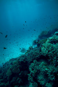 View of fish swimming underwater