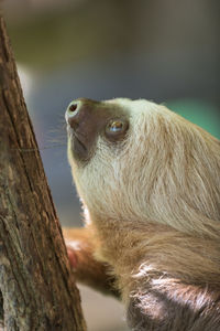 Close-up of sloth