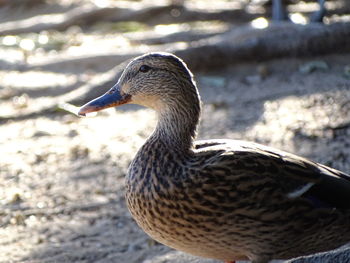 Close-up of mallard duck