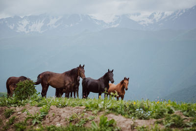 Horses on a field. horses in the mountains