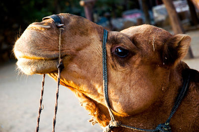 Close-up of a dog looking away