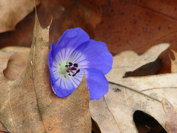 High angle view of butterfly on flower