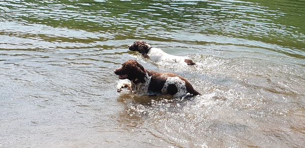 High angle view of dog in lake