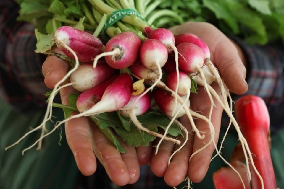 freshness, vegetable, close-up, leaf, food and drink, healthy eating, food, plant, growth, red, green color, stem, flower, indoors, potted plant, organic, nature, still life, no people, focus on foreground