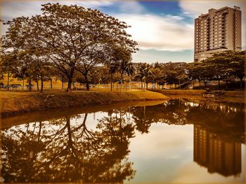 Trees in city against sky