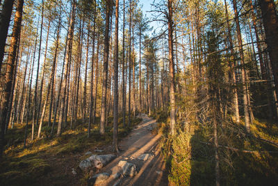 Walk in the fresh air and a view of a wooden walkway in oulanka national park in northern finland 