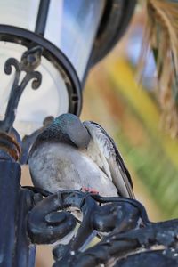 Close-up of bird perching on metal