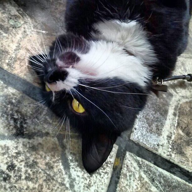 animal themes, one animal, domestic animals, pets, mammal, domestic cat, cat, indoors, feline, whisker, high angle view, close-up, black color, animal head, animal hair, relaxation, no people, zoology, sitting, flooring