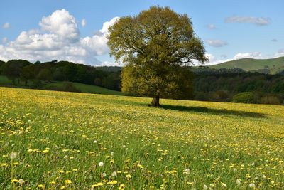 Scenic view of grassy field against sky