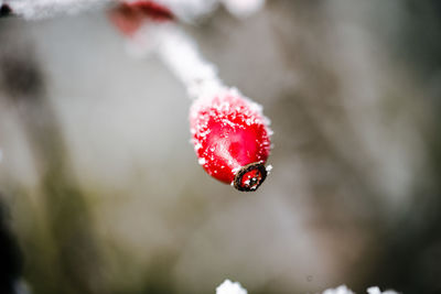 red