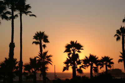 Silhouette palm trees at sunset