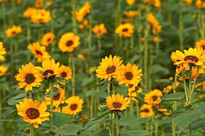 Close-up of yellow flower blooming in field